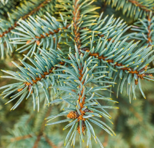 All You Need to Know About H3 Treated Pine